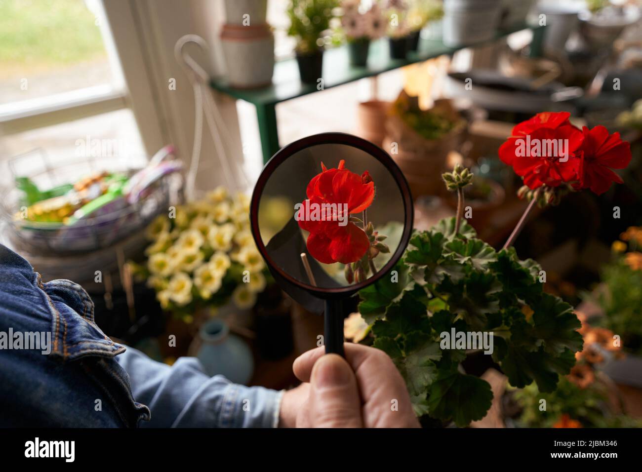 Florist looking after red hydrangea in shop Stock Photo