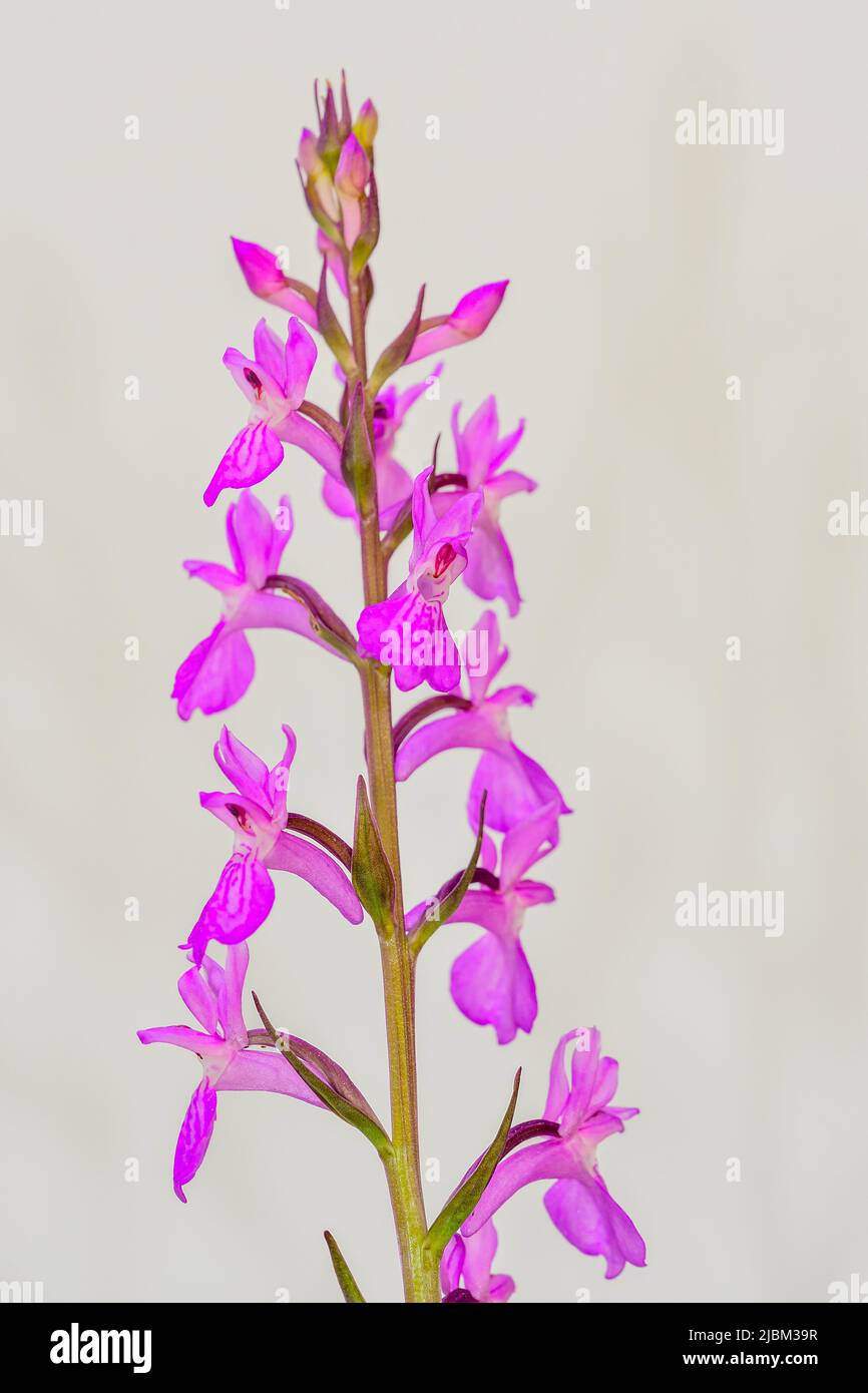 Orchis mascula - Close up of an early purple orchid flower in bloom Stock Photo