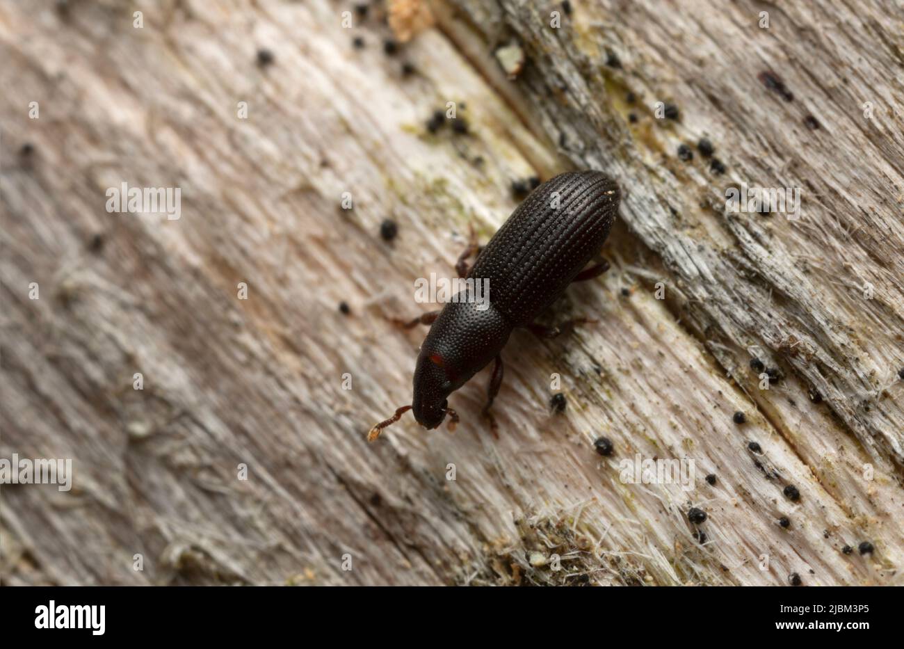 Rhyncolus weevil on wood, macro photo with high magnification Stock Photo