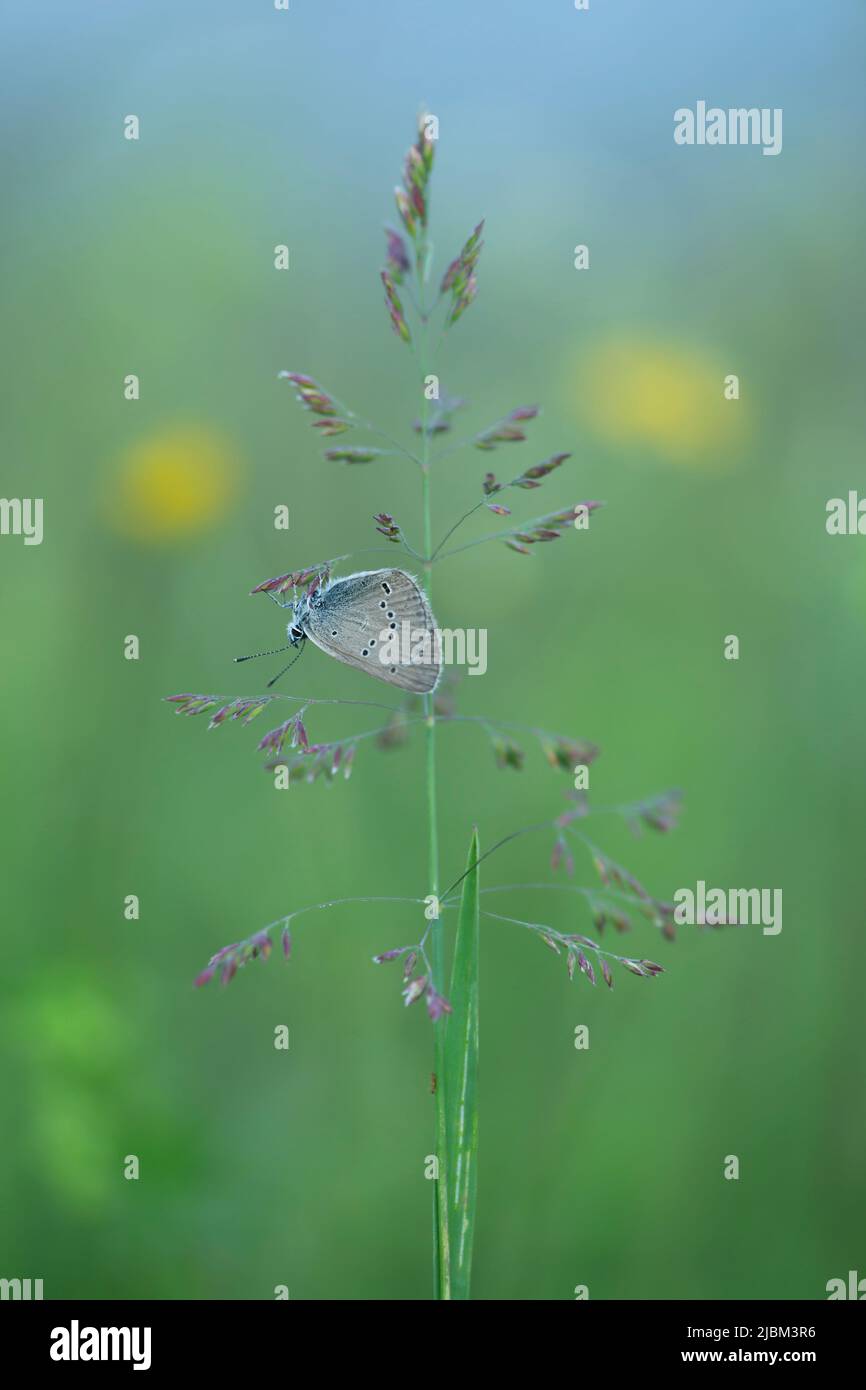 Mazarine blue, Cyaniris semiargus resting on plant with a blurred background Stock Photo