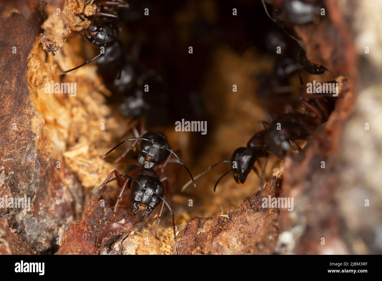 Carpenter ants, Camponotus guarding hole in aspen wood, this insect can be a major pest on wood Stock Photo