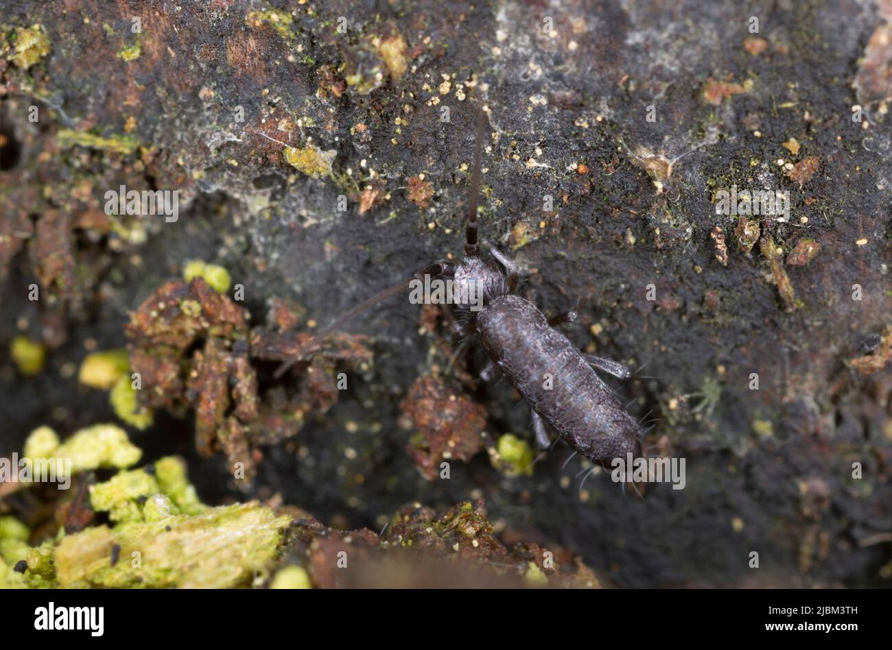 Springtail in natural environment Stock Photo