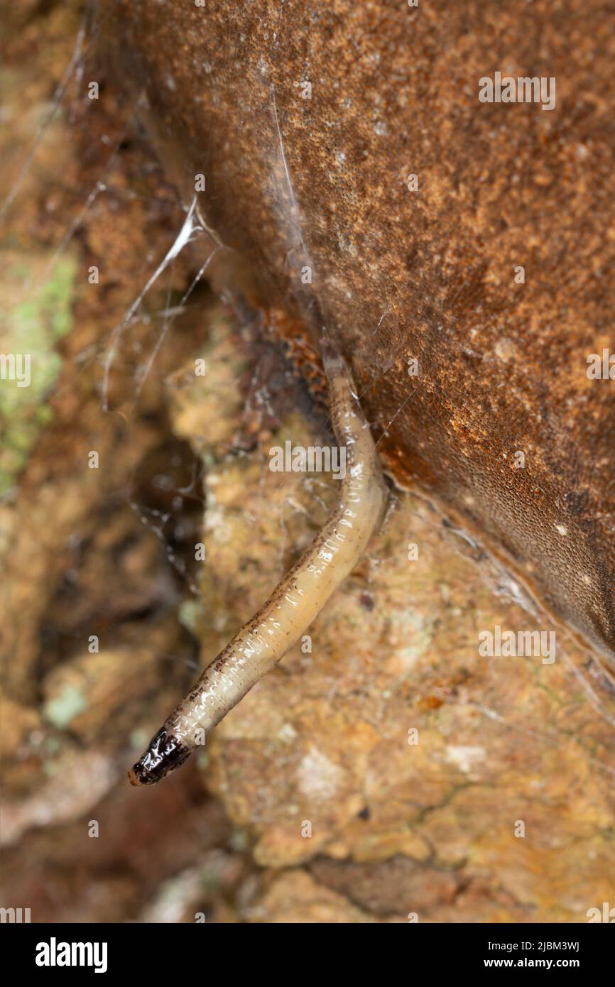 Predatory fungus gnat, Keroplatidae larva on polypore Stock Photo