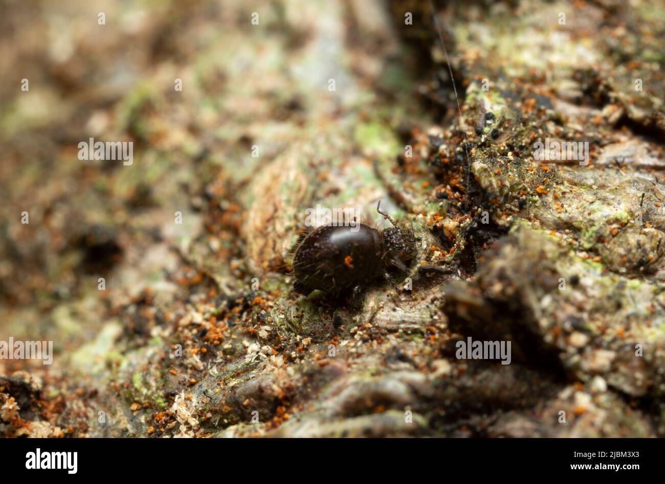 Globular sprintail, extreme closeup with high magnification Stock Photo