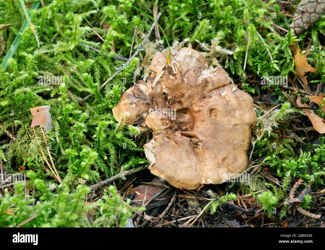 Tooth fungus growing among moss in natural environment Stock Photo