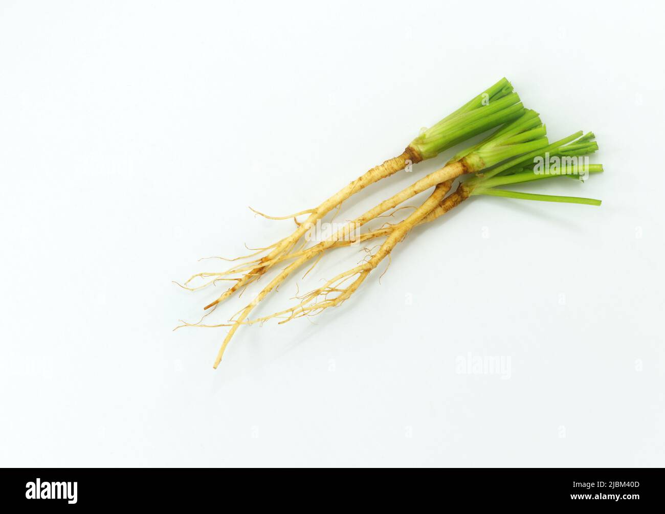 Top view fresh organic Coriander roots on white background. Close up a