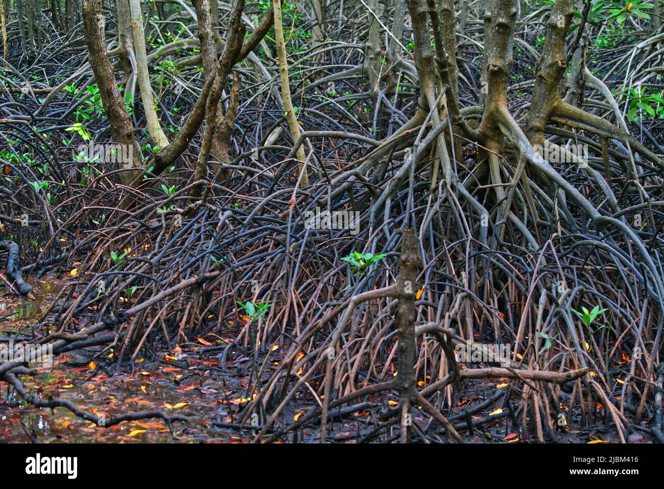 Dense of mangrove tree roots system that called Buttress Root in the