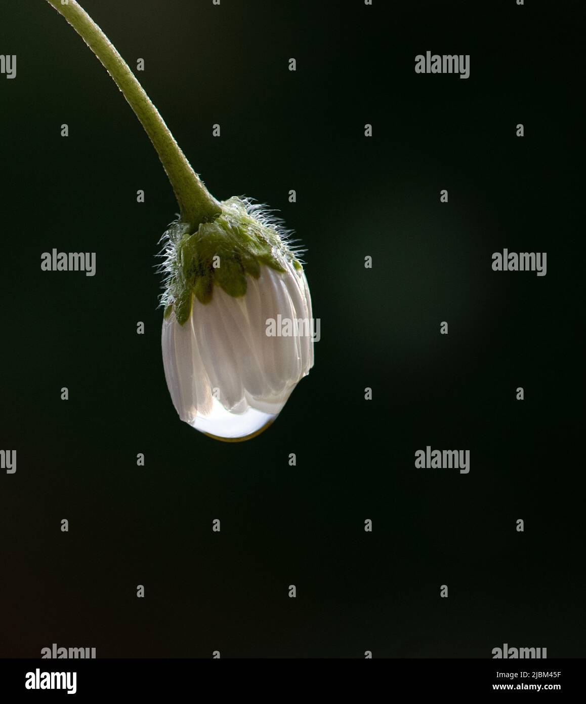 Artistic photo of nice white blooming flower isolated in darkbackground, natural light, central focus, artistic concept Stock Photo