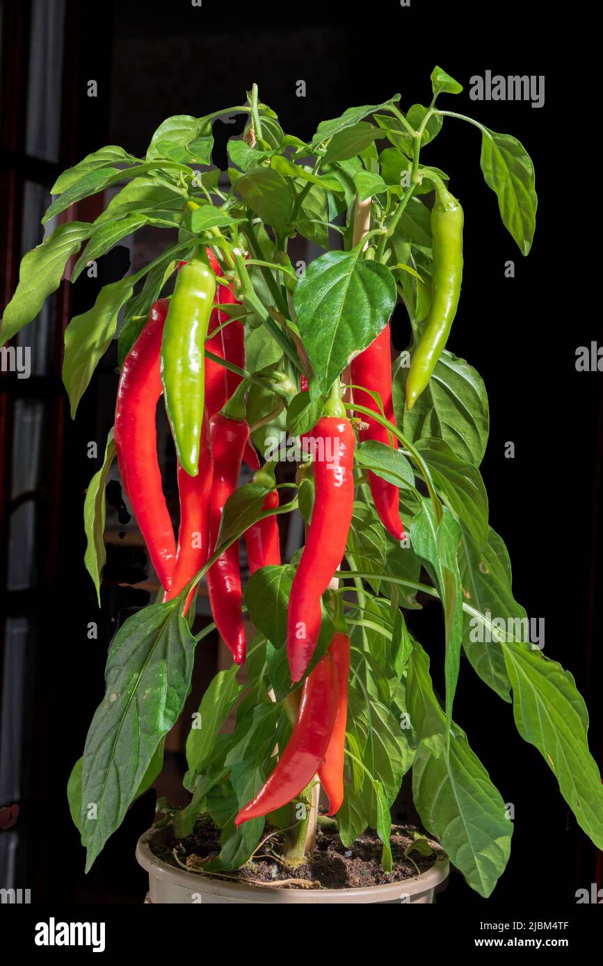 Red chilli plant hi-res stock photography and images - Alamy