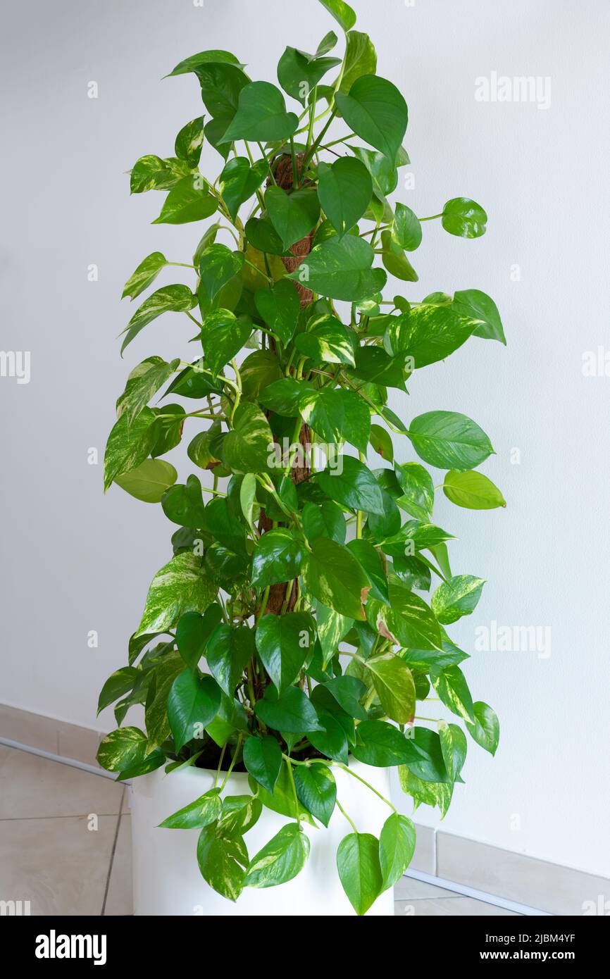 Beautiful lush indoor Money Plant (Epipremnum aureum) in a white plant pot and a white wall background. Indoor gardening concept. Stock Photo