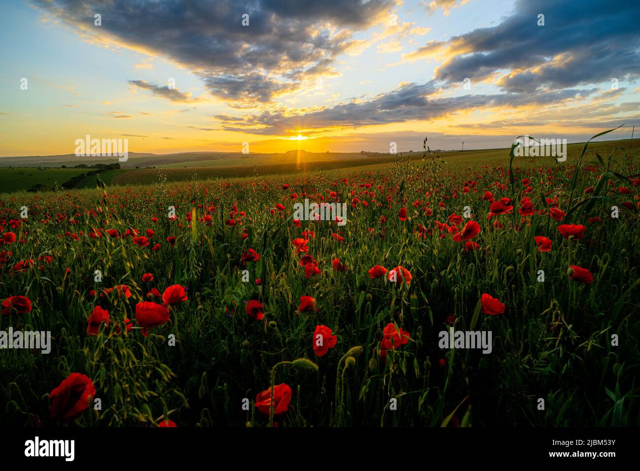 Ditchling, East Sussex, England. 07 June 2022. Fields of poppies crop up over rolling hills of the South Downs near Ditchling captured at dusk, in the South East of England©Sarah Mott / Alamy Live News, Stock Photo