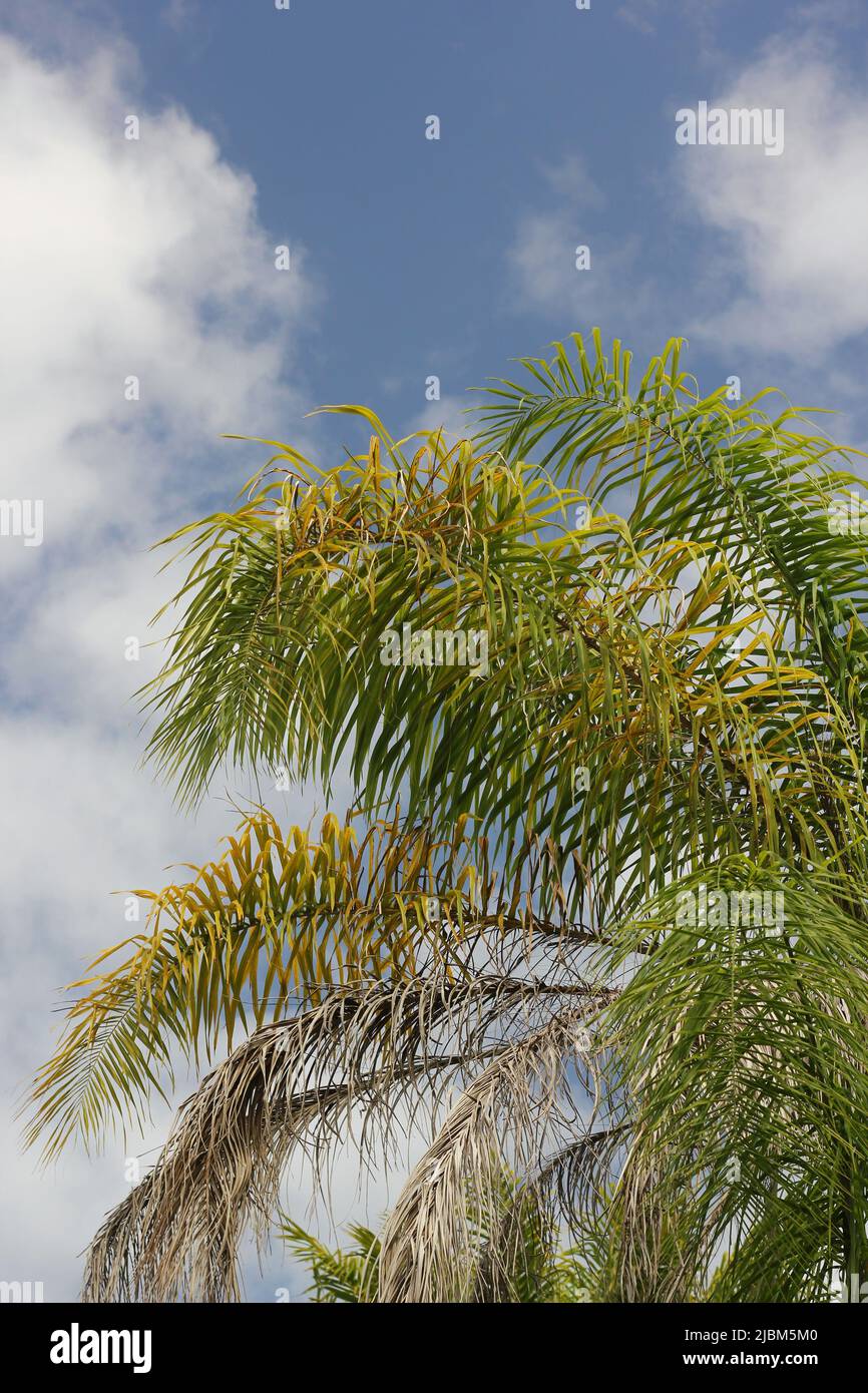 Beautiful lush green tropical plants growing in the overgrown jungle Stock Photo Alamy