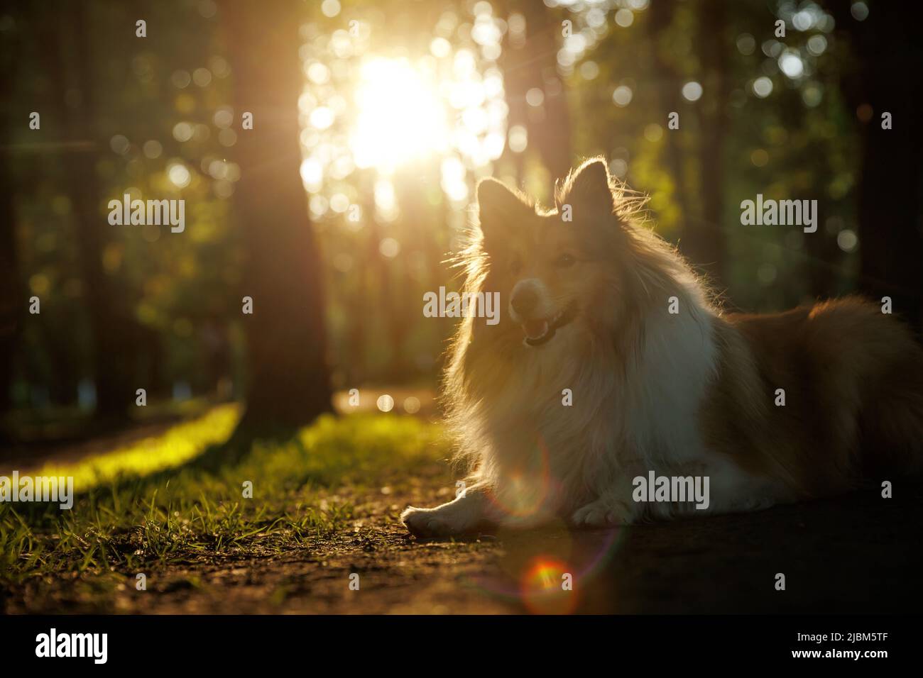 Happy shetland sheepdog hi-res stock photography and images - Alamy