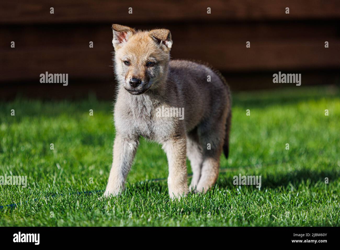 Dog Wolf Czechoslovakian Wolfdog Hi res Stock Photography And Images 
