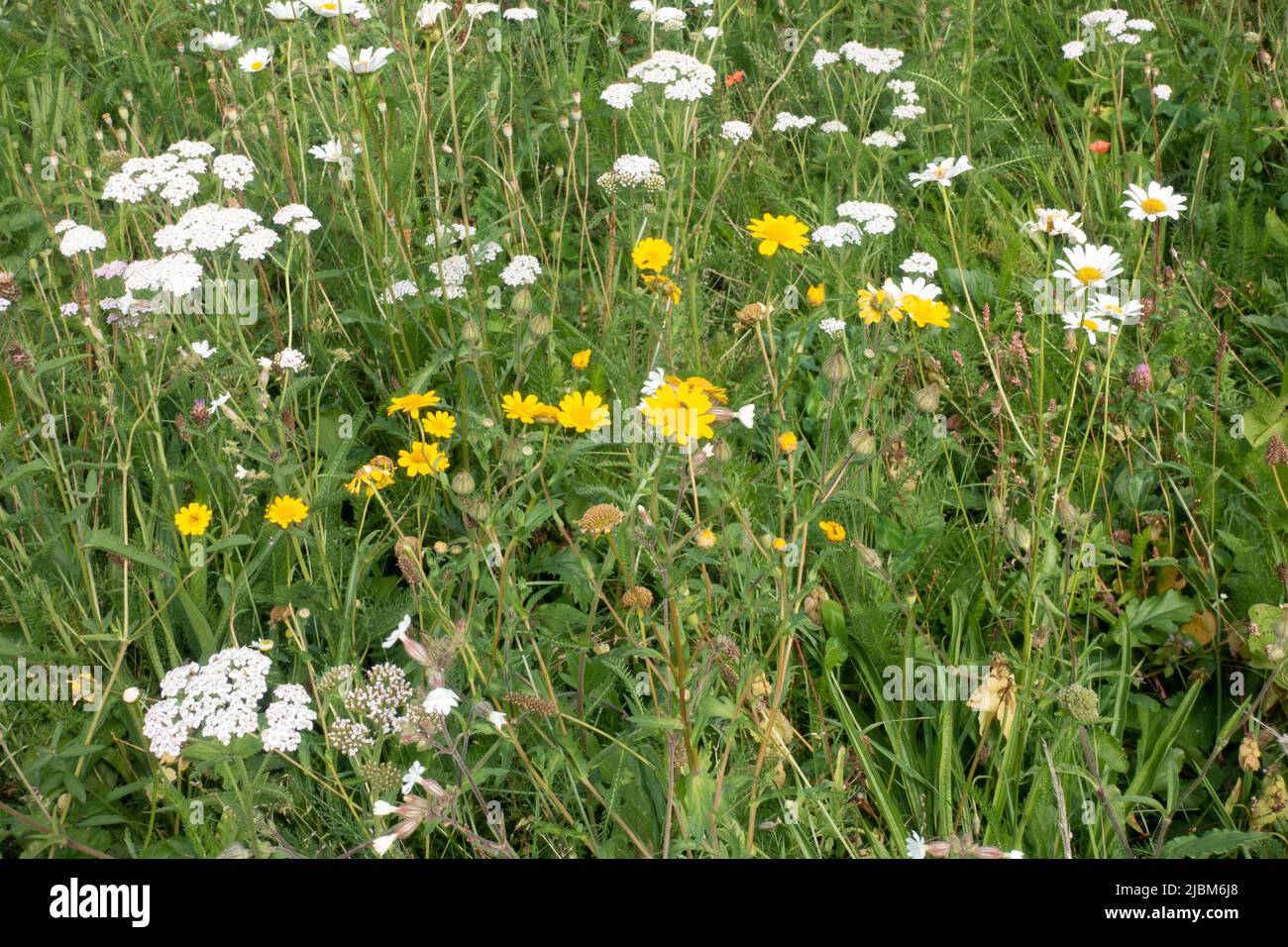 Wildflowers including yoarrow and whilte campion in rewilding area