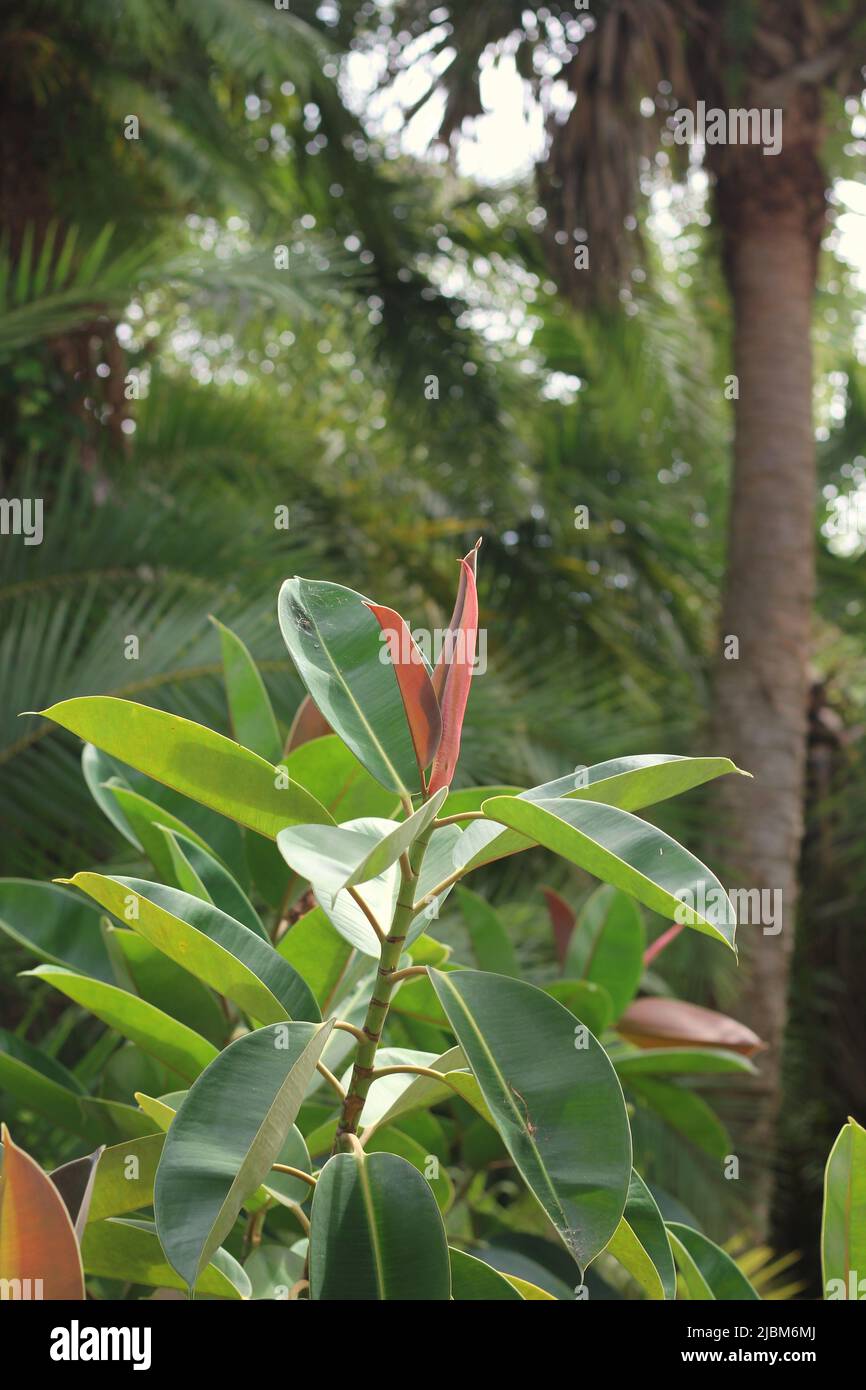 Beautiful lush green tropical plants growing in the overgrown jungle Stock Photo Alamy