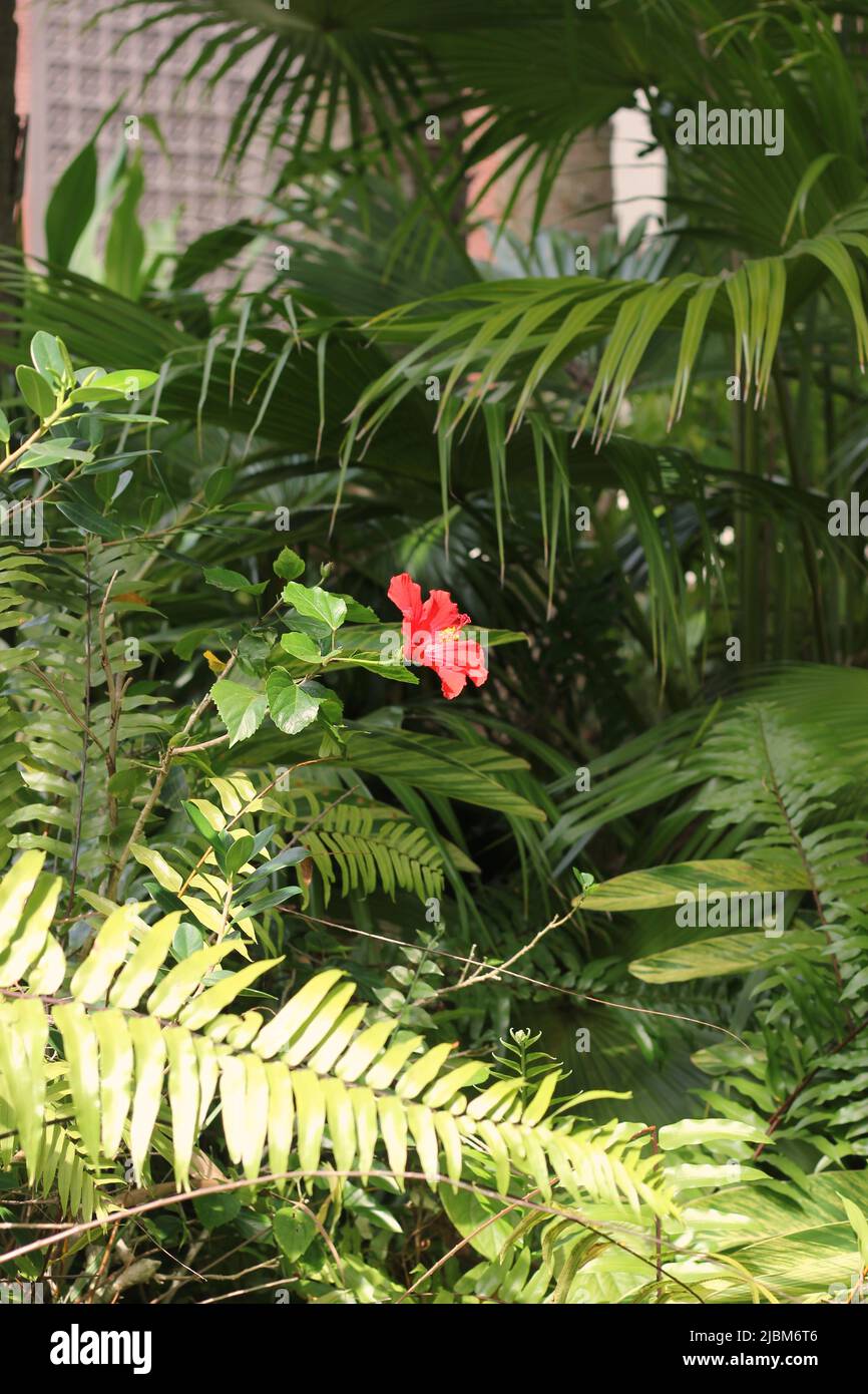 Beautiful lush green tropical plants growing in the overgrown jungle Stock Photo Alamy