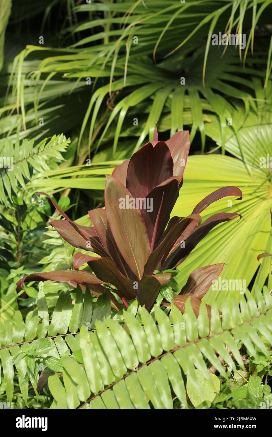 Beautiful lush green tropical plants growing in the overgrown jungle