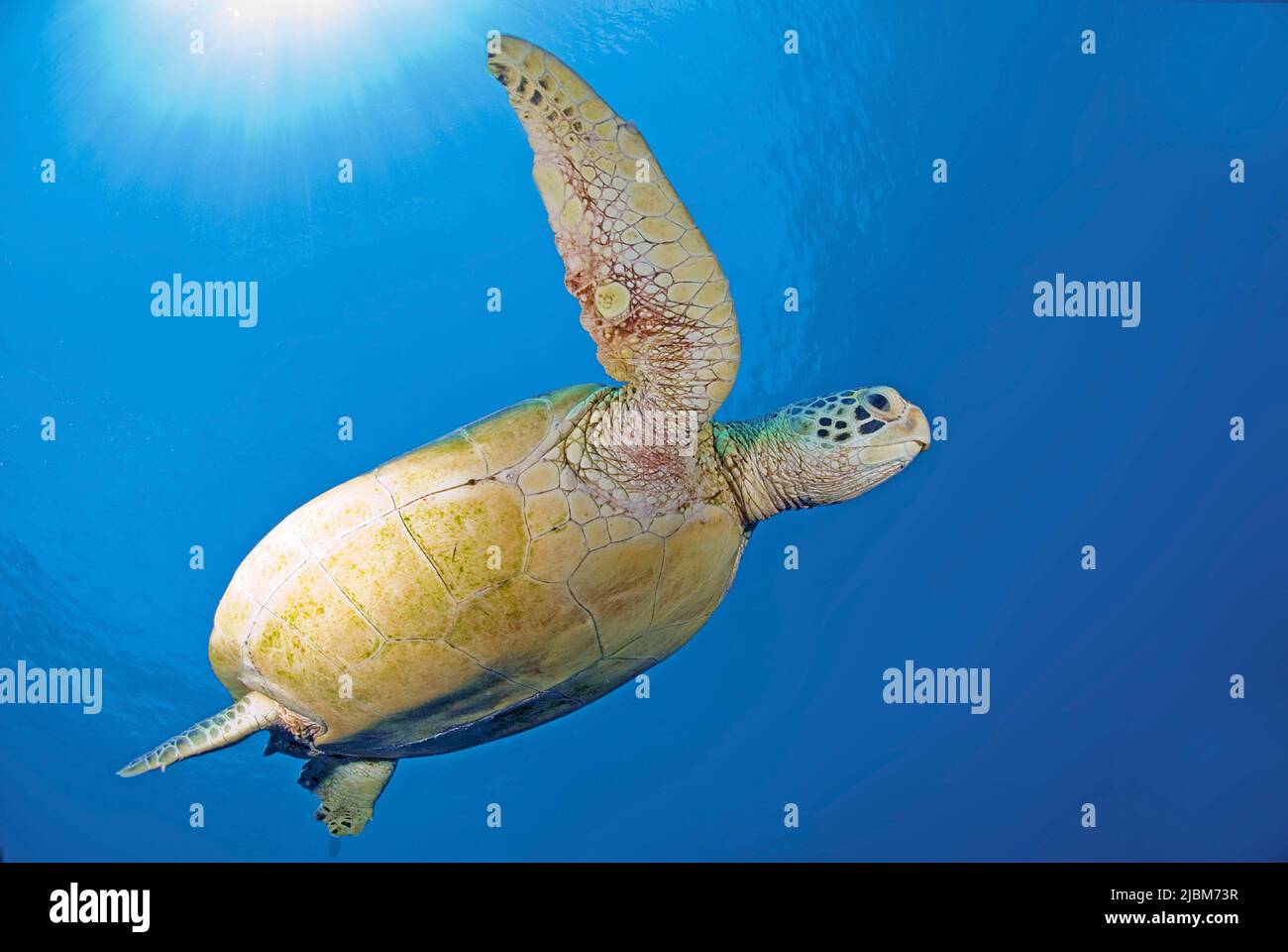 Green Turtle or Green Sea Turtle (Chelonia mydas), awimming in blue water, Sipadan, Sabah, Borneo, Malaysia, Asia Stock Photo