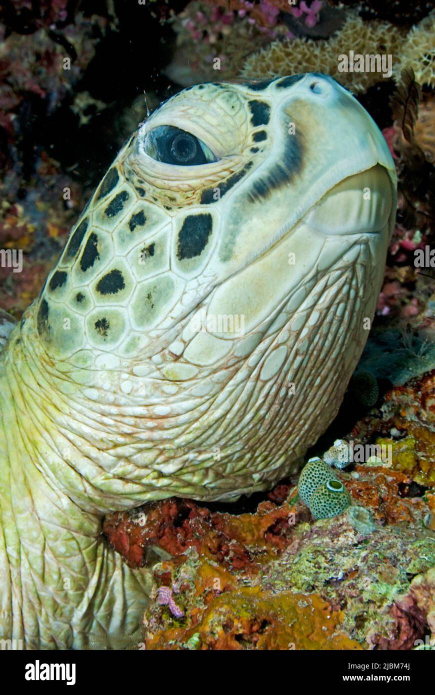Green Turtle or Green Sea Turtle (Chelonia mydas), portrait, Sipadan, Sabah, Borneo, Malaysia, Asia Stock Photo