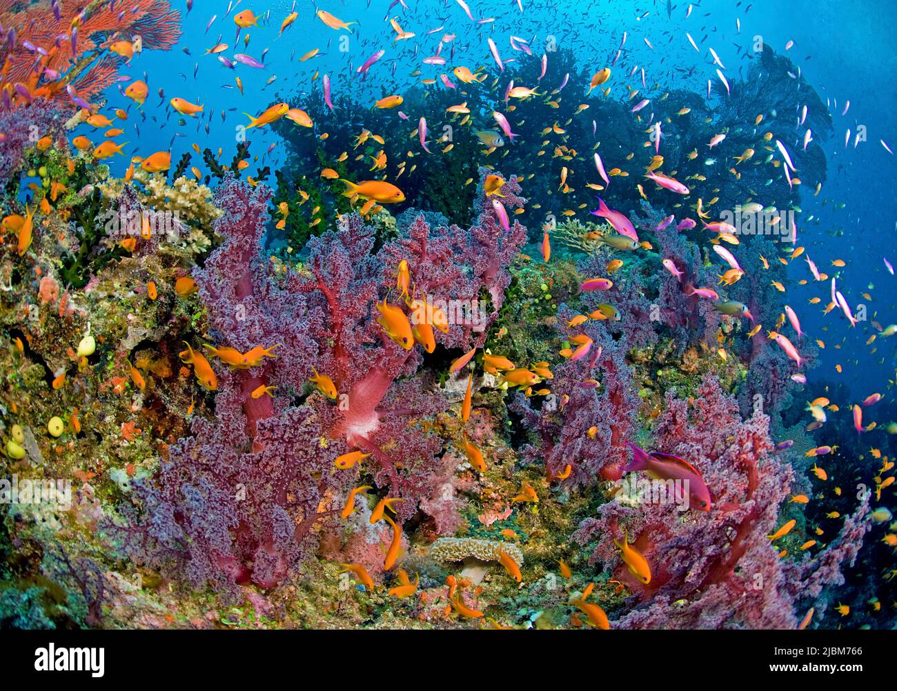 Jewel fairy basslet or lyretail anthias (Pseudanthias squamipinnis) cruising over a tropical coral reef, Fiji, Oceania, Pacific Ocean Stock Photo