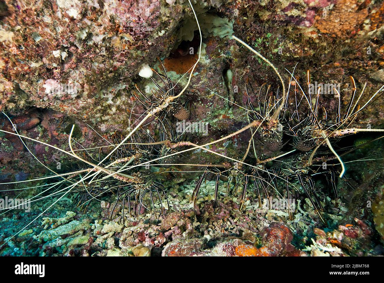 Spiny lobster (Panulirus femoristriga), group under a overhang, Tubbataha reef, Palawan, Philippines, Indo Pacific ocean, Asia Stock Photo