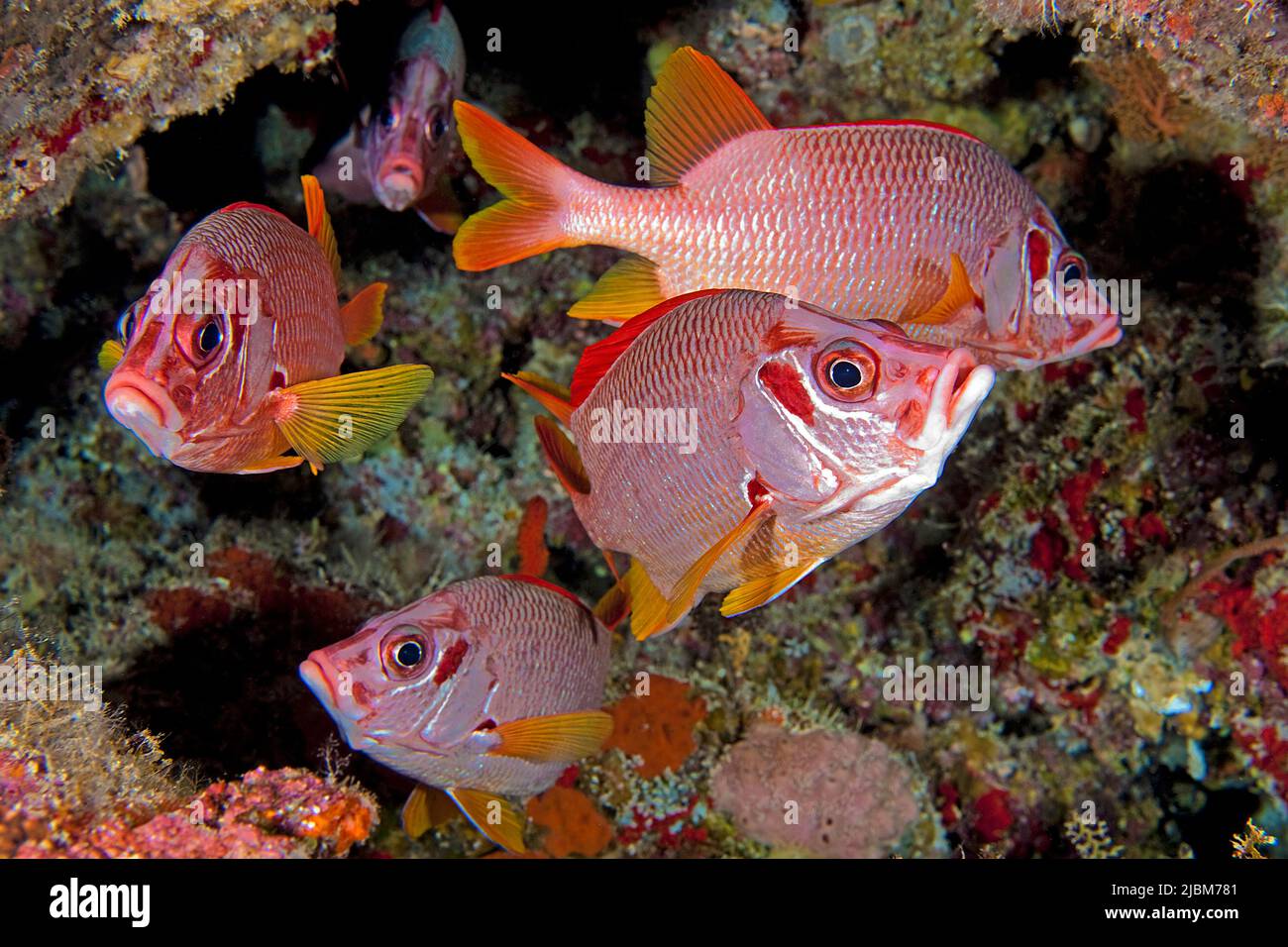 Giant squirrelfish (Sargocentron spiniferum), group in a coral reef, South Male Atoll, Maldives, Indian Ocean, Asia Stock Photo