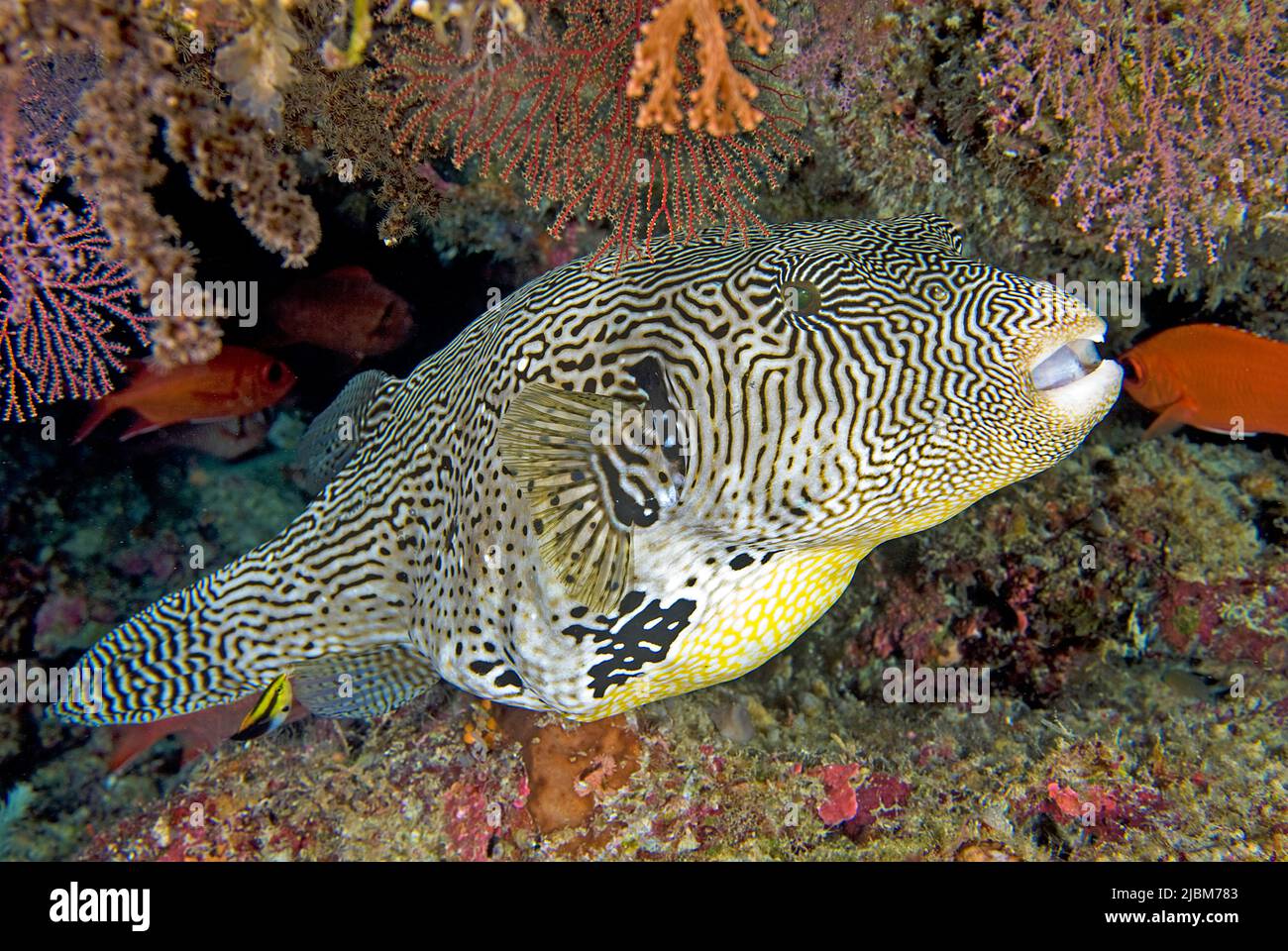 Map puffer (Arothron mappa) in a coral reef, Ari Atoll, Maldives, Indian ocean, Asia Stock Photo