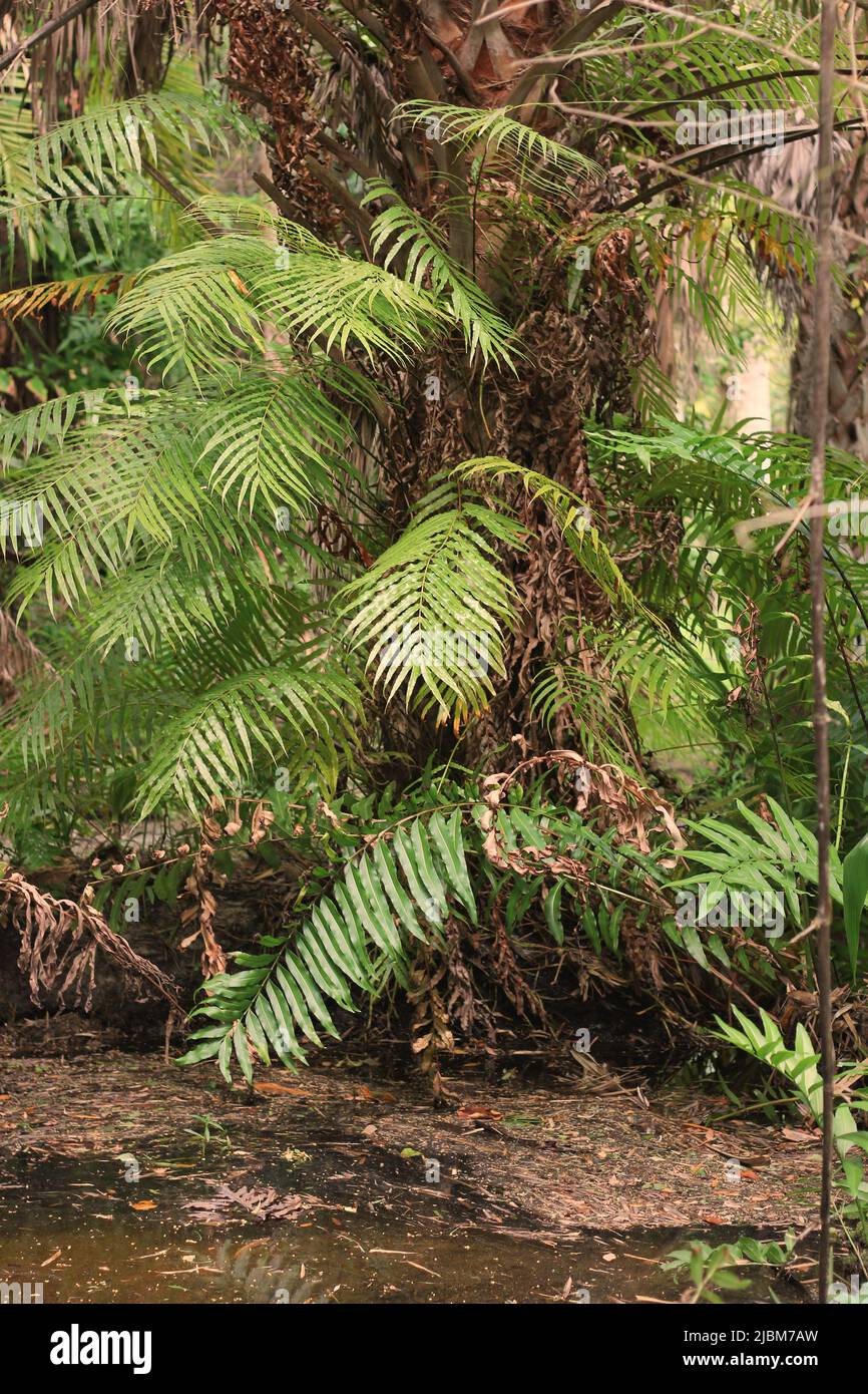 Beautiful lush green tropical plants growing in the overgrown jungle Stock Photo Alamy