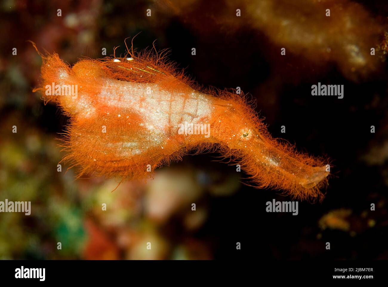 Rough snout ghost pipefish (Solenostomus paegnius), family Solenostomidae, Milne Bay, Alotau, Papua New Guinea, Oceania, Pacific ocean Stock Photo