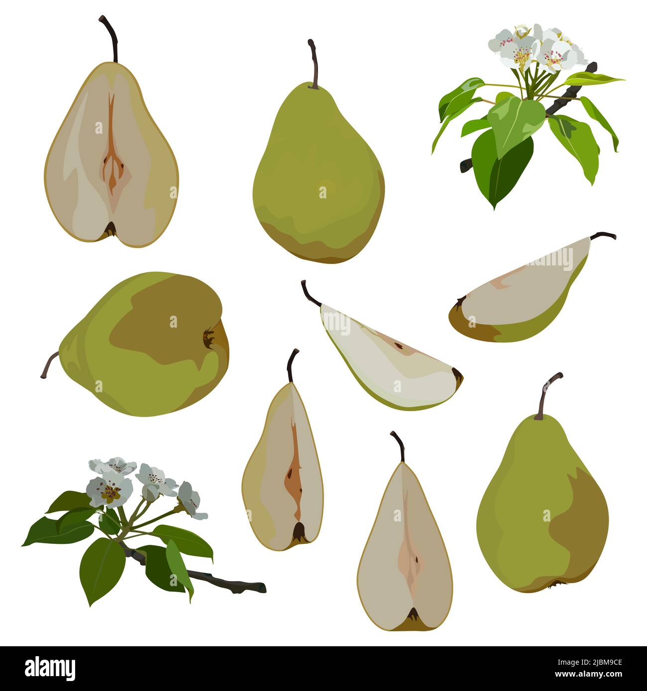 Pear blossom, green pear whole, half, quarter slices. Ripe, juicy fruit, vector. Stock Vector