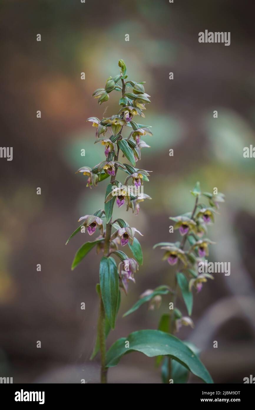 Broad-leaved Helleborine subsp. Epipactis tremolsii, wild orchid, Andalusia, Spain. Stock Photo