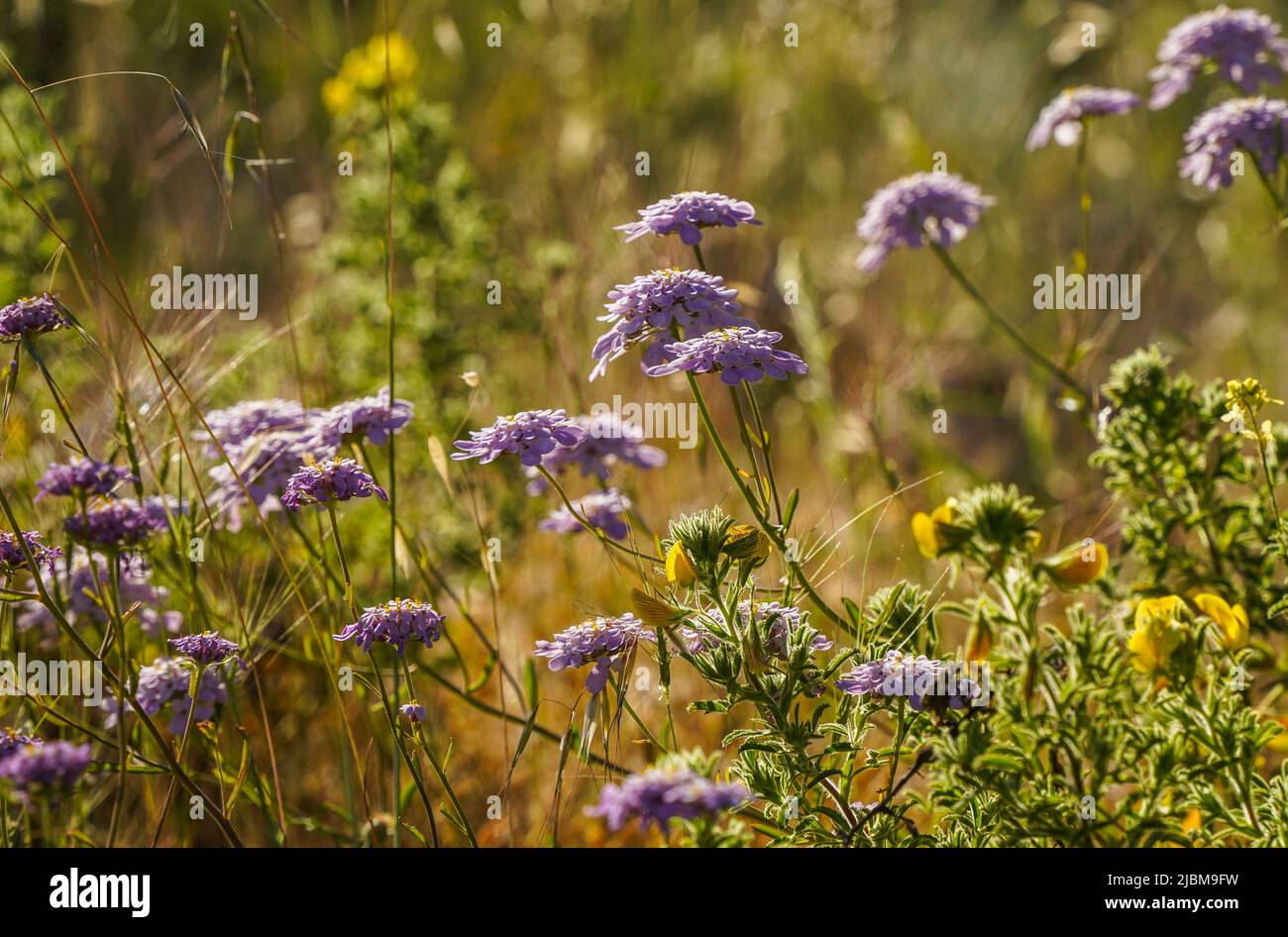 Iberis nazarita, Candytuft plant wildflower growing in the wild, Andalucia, Spain. Stock Photo