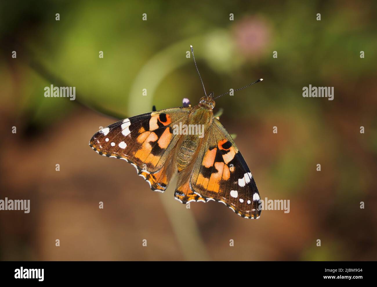 Painted lady, butterfly, vanesa cardui, basking in sun. Andalusia, Spain, Stock Photo