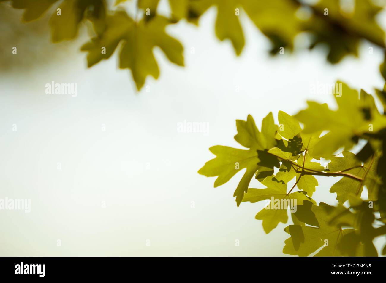 Acer campestre, leaves of maple tree Stock Photo - Alamy