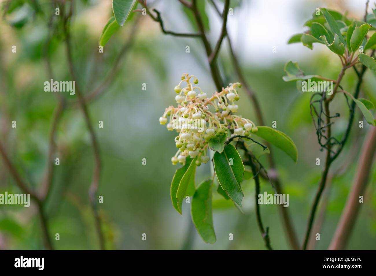 Flowers of Arbutus andrachne, commonly called the Greek strawberry tree, grows on Mediterranean coast, Turkey. Stock Photo