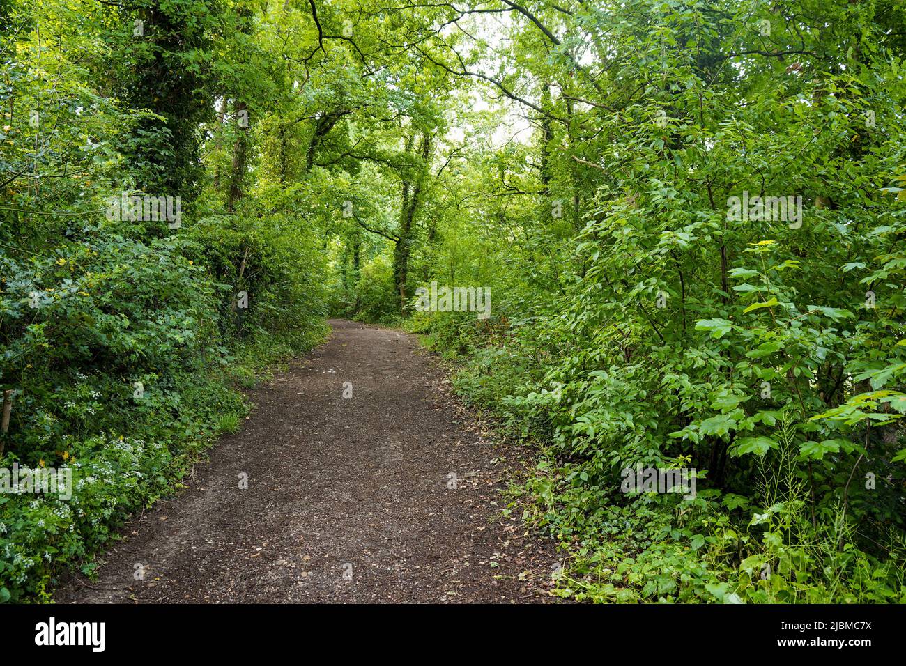 Path, trail through a lush deciduous forest in the Netherlands. Stock Photo