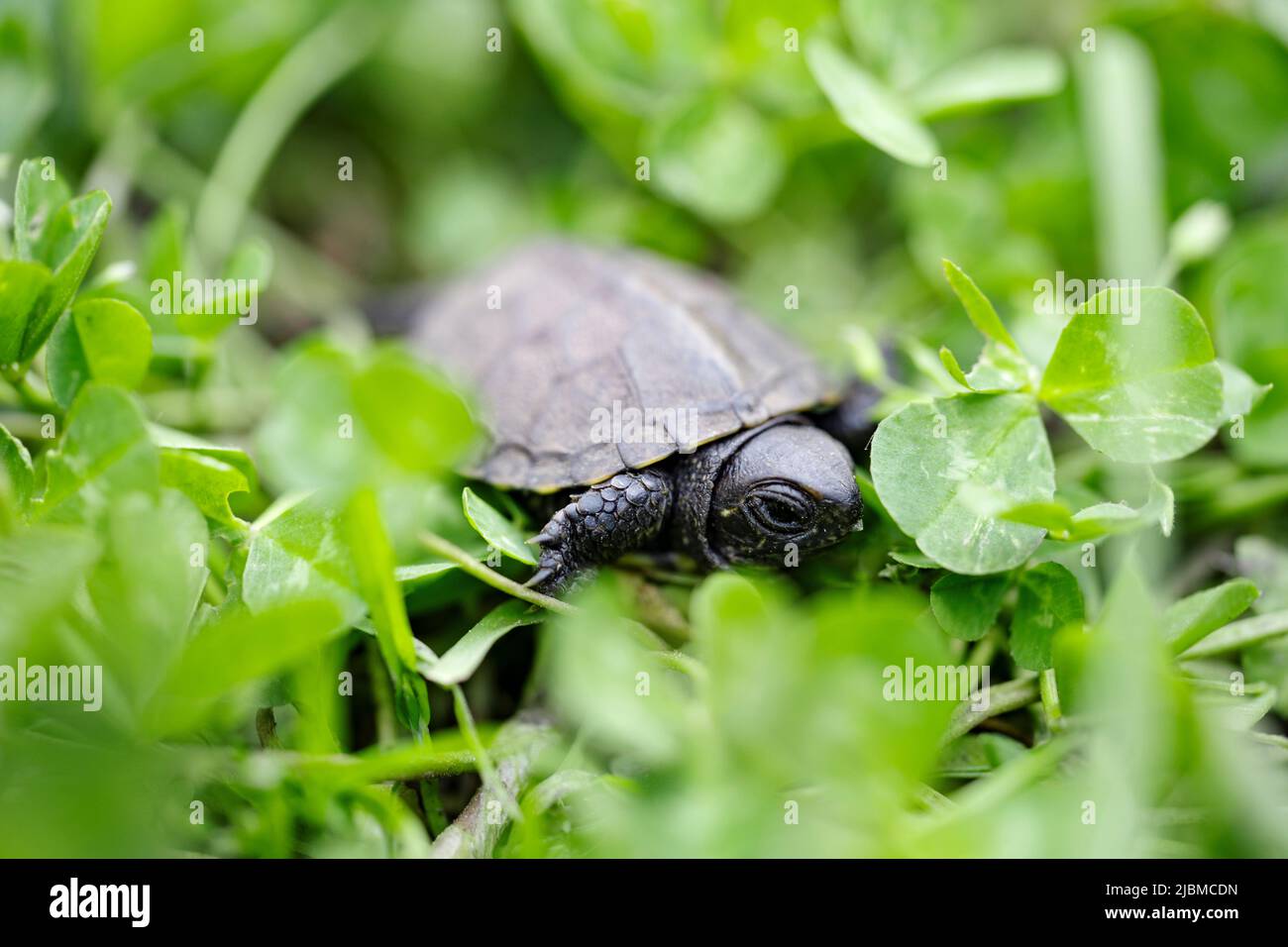 Baby turtle is in the midst of thick green grass Stock Photo