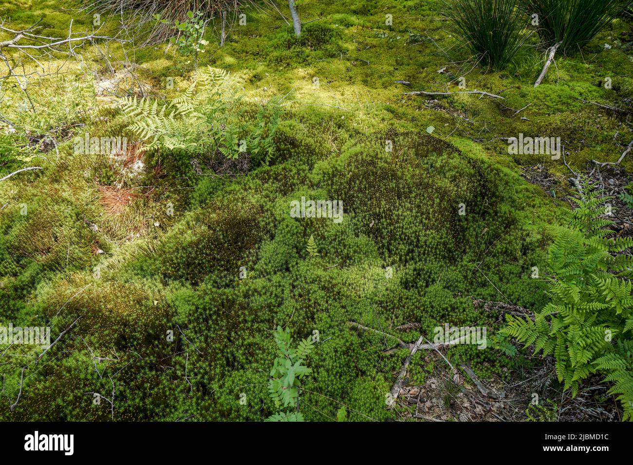 Swamp forest moss vegetation, at Brunssummerheide, natural reserve,  Limburg, Netherlands. Stock Photo