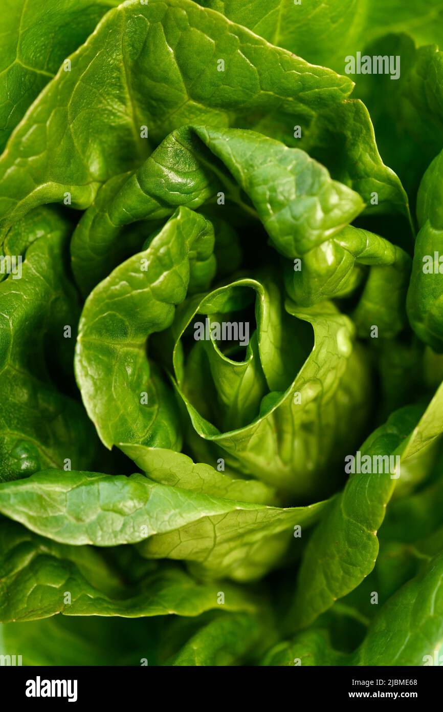 A little gem lettuce close up detail Stock Photo