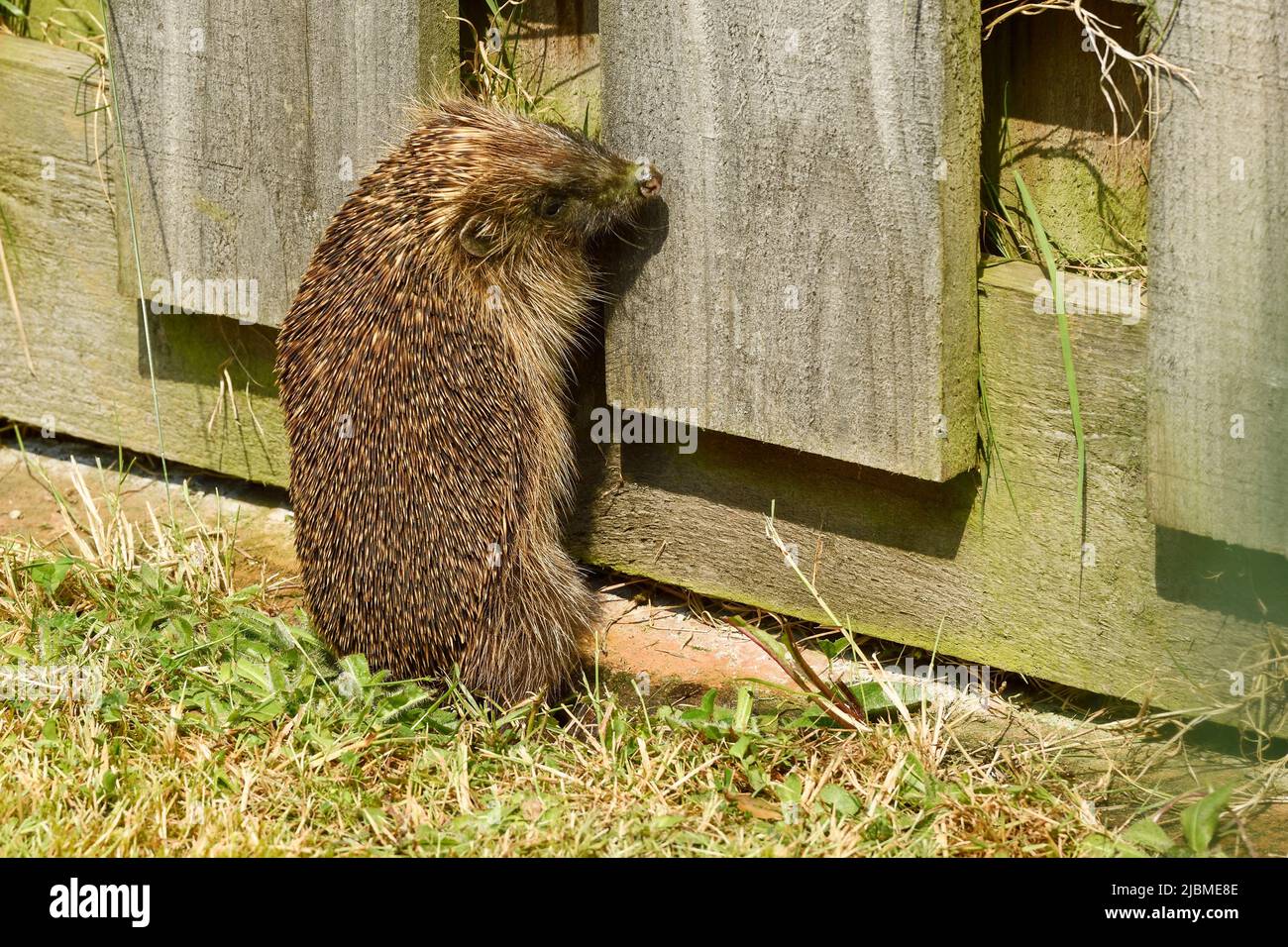 An adult hedgehog near a wooden garden fence UK Stock Photo