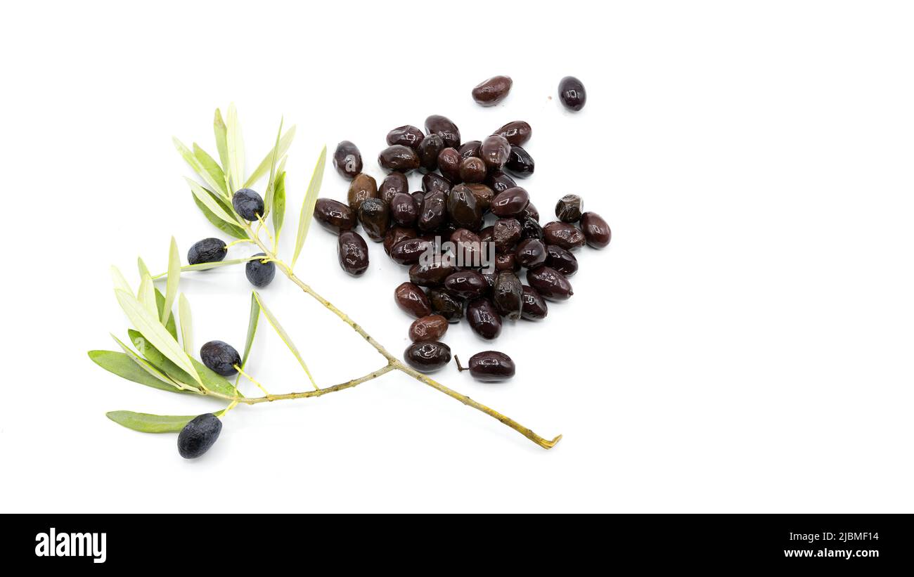 an olive branch with ripe black olives on isolated white background ...
