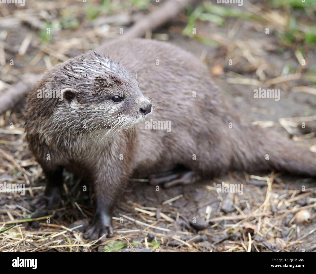 Asian Short-claw Otter Stock Photo