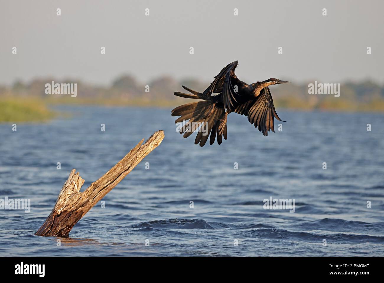 African Darter in flight on the Chobe River Botswana Stock Photo - Alamy