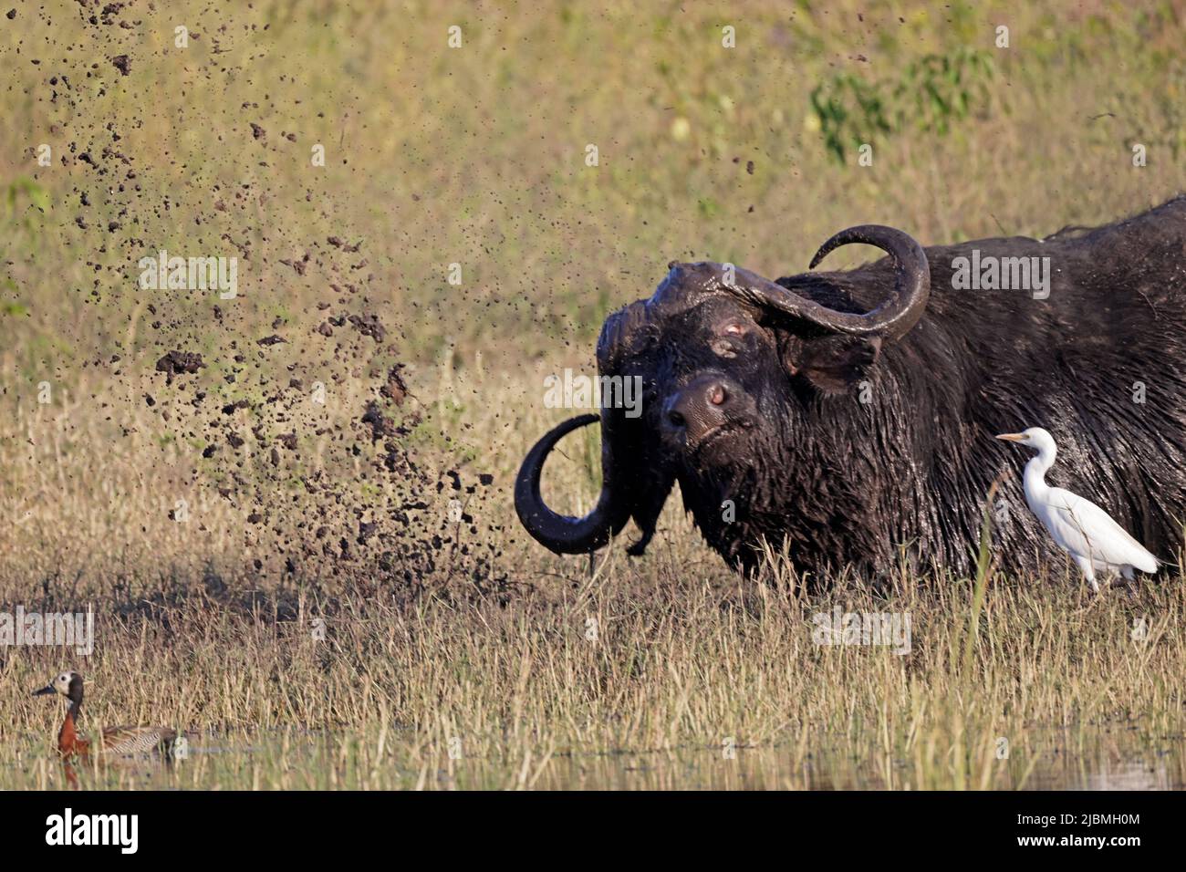 Cape Buffalo Rolling in mud on the Chobe River Botswana Stock Photo