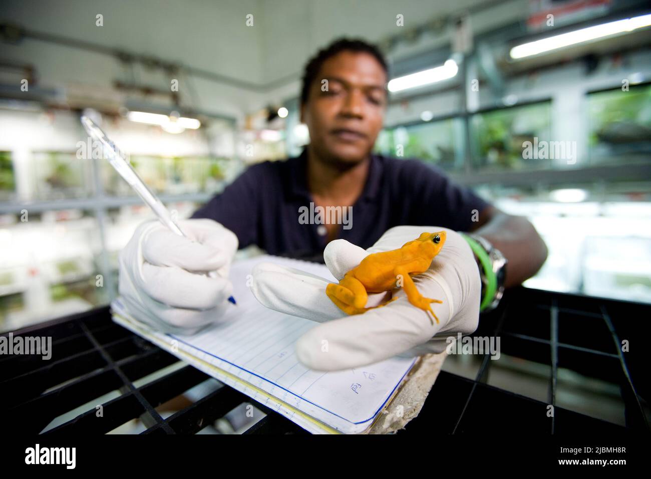 Panama, El Valle. At the Centro de Conservacion de Anfibios de El Valle (EVACC), hundreds of amphibians are held after being evacuated from all over P Stock Photo