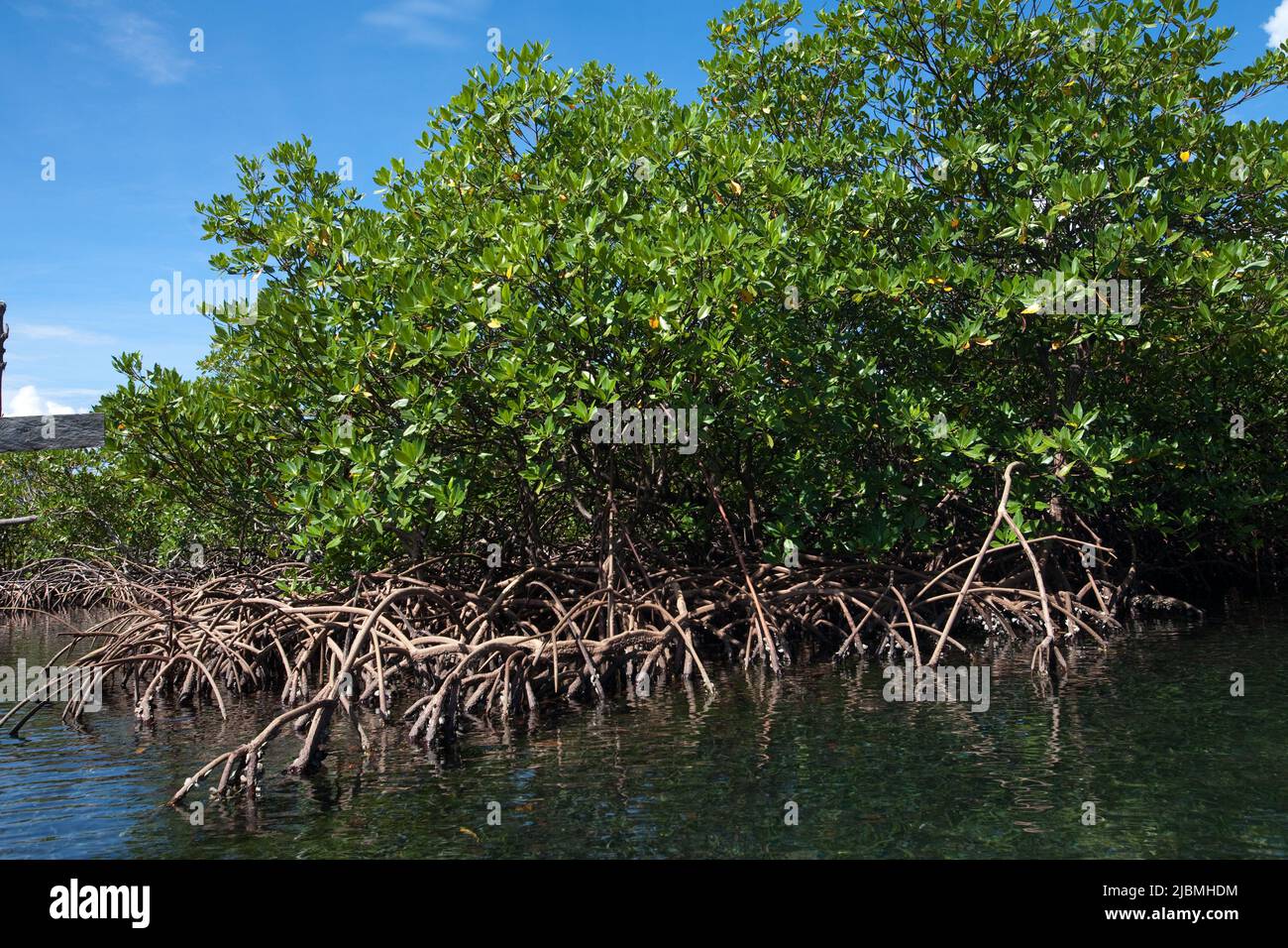 Panama, Archipielago de Bocas del Toro, Most of the islands of the archipel are surrounded by mangrove bushes. Stock Photo