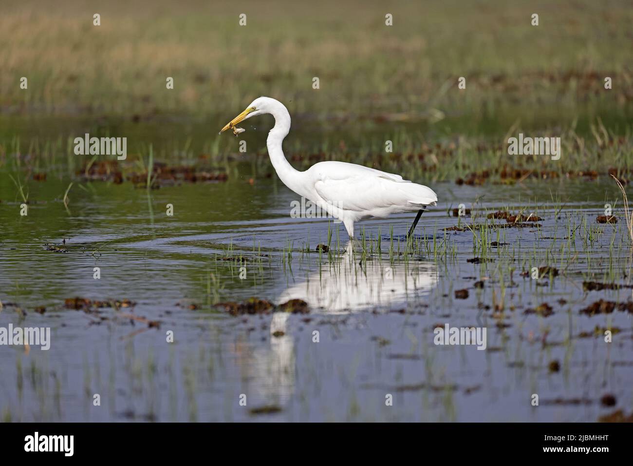 Great Egret with a frog on the Chobe River Botswana Stock Photo