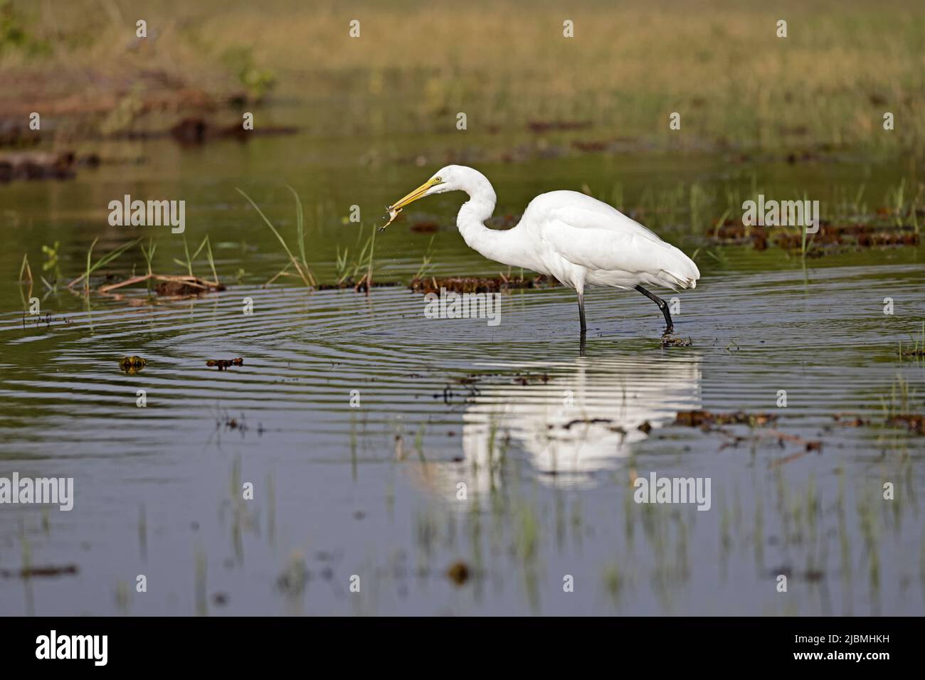 Great Egret with a frog on the Chobe River Botswana Stock Photo