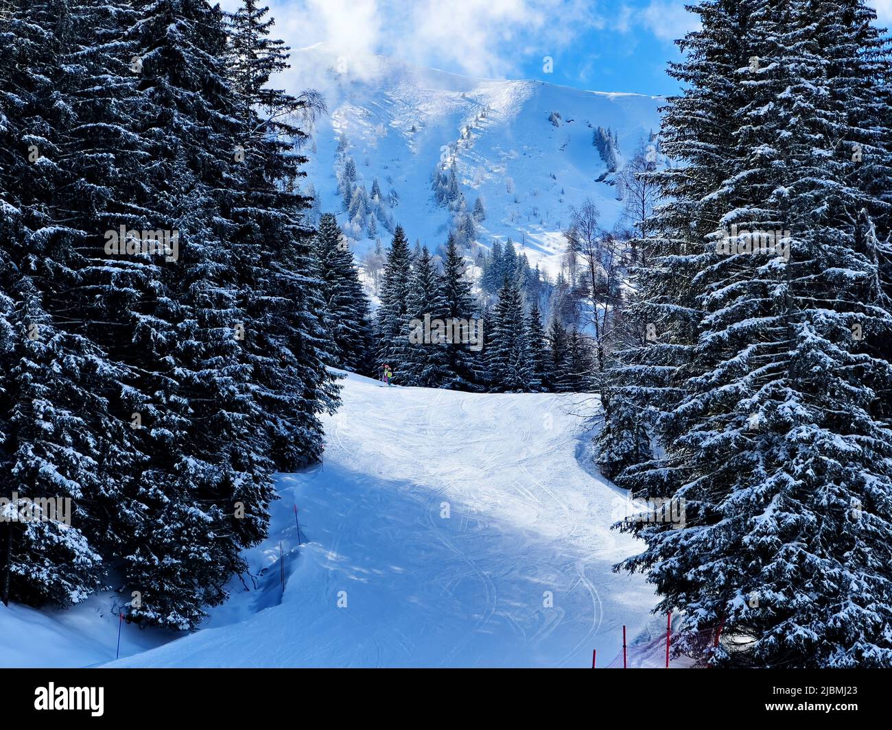 Fir trees covered by snow after snowfall on the ski track Stock Photo